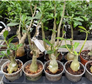 'Rumble Fish' Adenium Desert Rose 2 PCS Seeds