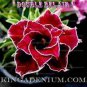 'Rumble Fish' Adenium Desert Rose 2 PCS Seeds