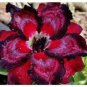 'Rumble Fish' Adenium Desert Rose 2 PCS Seeds