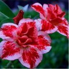 'Santa Claus' Red Pink Adenium Desert Rose 2 PCS Seeds