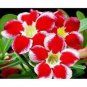'Santa Claus' Red Pink Adenium Desert Rose 2 PCS Seeds