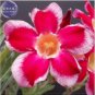 'Santa Claus' Red Pink Adenium Desert Rose 2 PCS Seeds