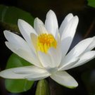 'Shalina' White Lotus Flower Water Lily Flower Aquatic Plants 1 PCS Seeds 'Shalina' White Lotus Flower Water Lily Flower Aquatic Plants 1 PCS Seeds