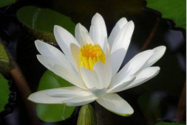 'Shalina' White Lotus Flower Water Lily Flower Aquatic Plants 1 PCS Seeds