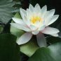 'Shalina' White Lotus Flower Water Lily Flower Aquatic Plants 1 PCS Seeds