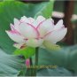 'Shalina' White Lotus Flower Water Lily Flower Aquatic Plants 1 PCS Seeds