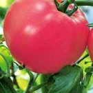 'Summer Pink' Big Truss Tomato 20 PCS Seeds