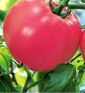 'Summer Pink' Big Truss Tomato 20 PCS Seeds