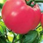 'Summer Pink' Big Truss Tomato 20 PCS Seeds
