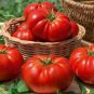 'Summer Pink' Big Truss Tomato 20 PCS Seeds