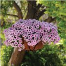'Sunrise Pink Vein' Petunia Bonsai 200 PCS Seeds