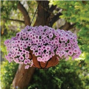 'Sunrise Pink Vein' Petunia Bonsai 200 PCS Seeds