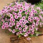 'Sunrise Pink Vein' Petunia Bonsai 200 PCS Seeds