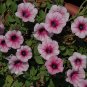 'Sunrise Pink Vein' Petunia Bonsai 200 PCS Seeds
