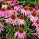 'Sweet Honey' Echinacea Coneflower 100 PCS Seeds 'Sweet Honey' Echinacea Coneflower 100 PCS Seeds