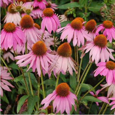 'Sweet Honey' Echinacea Coneflower 100 PCS Seeds
