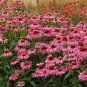 'Sweet Honey' Echinacea Coneflower 100 PCS Seeds