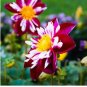 'Symbolizes Courage' Dahlia Flower 50 PCS Seeds