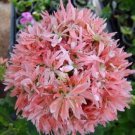 'Thousand-Hand Kwan-yin' Geranium Pink White Flowers 10 PCS Seeds 'Thousand-Hand Kwan-yin' Geranium Pink White Flowers 10 PCS Seeds