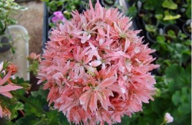 'Thousand-Hand Kwan-yin' Geranium Pink White Flowers 10 PCS Seeds