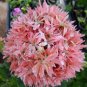 'Thousand-Hand Kwan-yin' Geranium Pink White Flowers 10 PCS Seeds