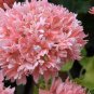 'Thousand-Hand Kwan-yin' Geranium Pink White Flowers 10 PCS Seeds