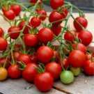 'Tonglin' Small Round Rose Red Cherry Tomato 100 PCS Seeds
