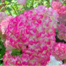 'Vanilla Strawberry' Hydrangea Flower 20 PCS Seedss