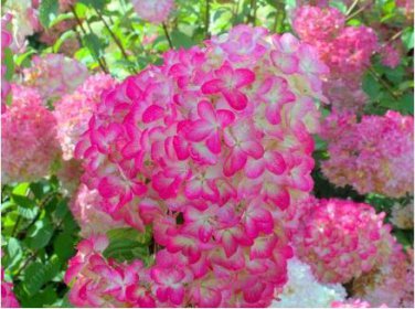 'Vanilla Strawberry' Hydrangea Flower 20 PCS Seedss