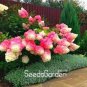 'Vanilla Strawberry' Hydrangea Flower 20 PCS Seedss