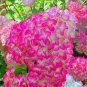 'Vanilla Strawberry' Hydrangea Flower 20 PCS Seedss