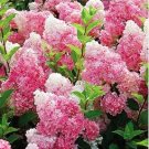 'Vanilla Strawberry' Hydrangea Flower Seeds Red Rose Red White 20 PCS Seeds 'Vanilla Strawberry' Hydrangea Flower Seeds Red Rose Red White 20 PCS Seeds