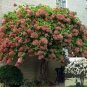 'Vanilla Strawberry' Hydrangea Flower Seeds Red Rose Red White 20 PCS Seeds