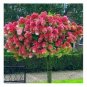 'Vanilla Strawberry' Hydrangea Flower Seeds Red Rose Red White 20 PCS Seeds