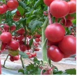 'Water Yu' Pink Tomato 100 PCS Seeds