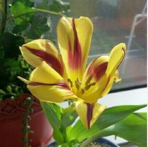 'Whirlwind' Yellow Adenium Bonsai 2 PCS Seeds