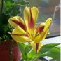 'Whirlwind' Yellow Adenium Bonsai 2 PCS Seeds