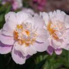 'White Lovers' Light Fragrant Peony Flower Plant 5 PCS Seeds