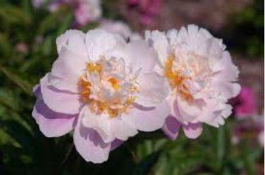 'White Lovers' Light Fragrant Peony Flower Plant 5 PCS Seeds