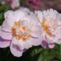 'White Lovers' Light Fragrant Peony Flower Plant 5 PCS Seeds
