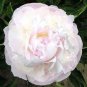 'White Lovers' Light Fragrant Peony Flower Plant 5 PCS Seeds