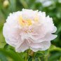 'White Lovers' Light Fragrant Peony Flower Plant 5 PCS Seeds