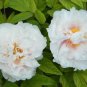'White Lovers' Light Fragrant Peony Flower Plant 5 PCS Seeds