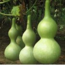 'Winebibber' Large Spoon Bottle Gourd Edible Organic Vegetable 8 PCS Seeds 'Winebibber' Large Spoon Bottle Gourd Edible Organic Vegetable 8 PCS Seeds