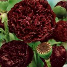 'Wizths Black' Peony 5 PCS Seeds