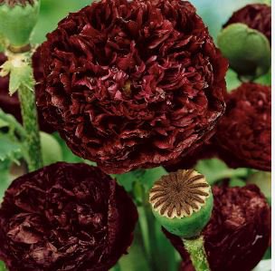 'Wizths Black' Peony 5 PCS Seeds