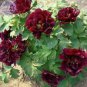 'Wizths Black' Peony 5 PCS Seeds