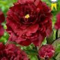 'Wizths Black' Peony 5 PCS Seeds