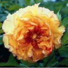 'Wudao' Big Blooming Wavy Yellow Peony with red edge 5 pcs Seeds