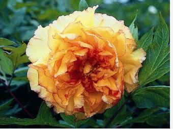 'Wudao' Big Blooming Wavy Yellow Peony with red edge 5 pcs Seeds